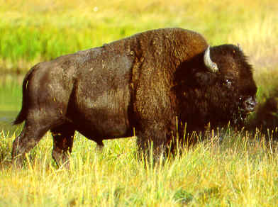 Bison chambres d'hôtes "les fourneaux" sur le chemin des pèlerins de Saint-Jacques à Saugues